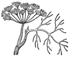 anise