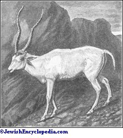 antelope