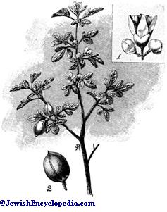 balsam