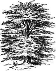 cedar