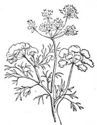 coriander