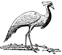 crane