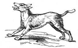 dog