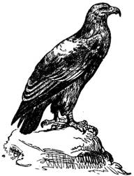 eagle