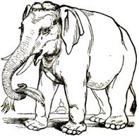 elephant