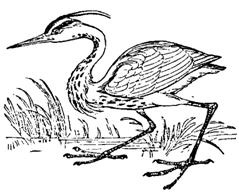 heron