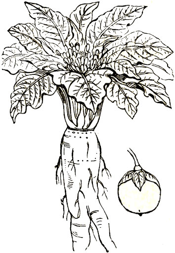 mandrake