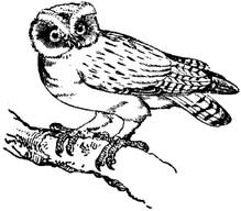 owl