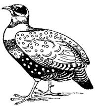 partridge