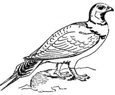 partridge