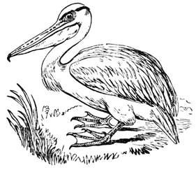 pelican