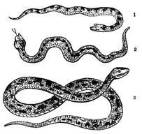 serpent