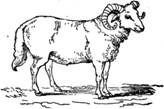 sheep