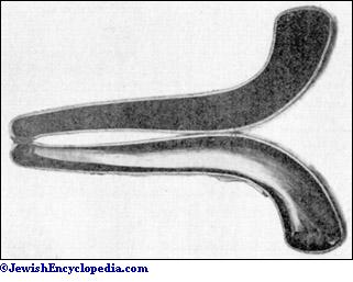 shofar