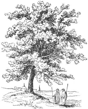 terebinth