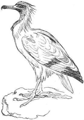 vulture